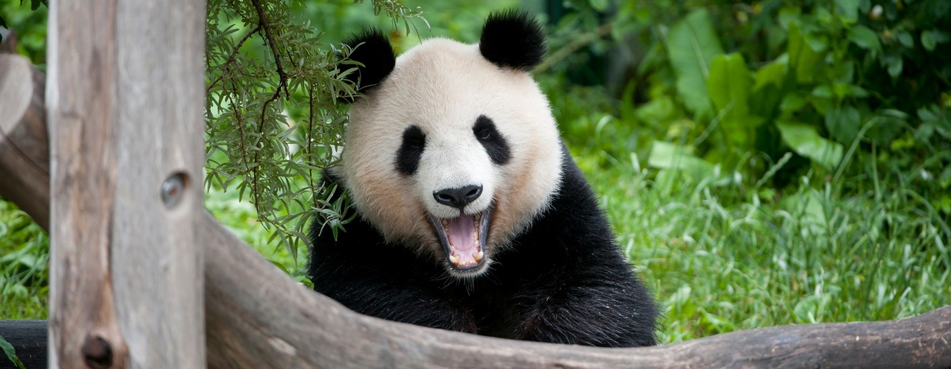 Vienna Zoo