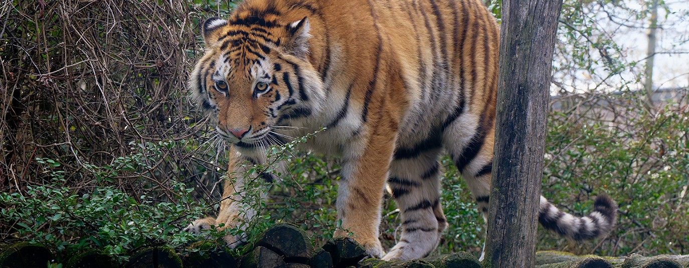 Foto für: Junges Tiger-Weibchen angekommen