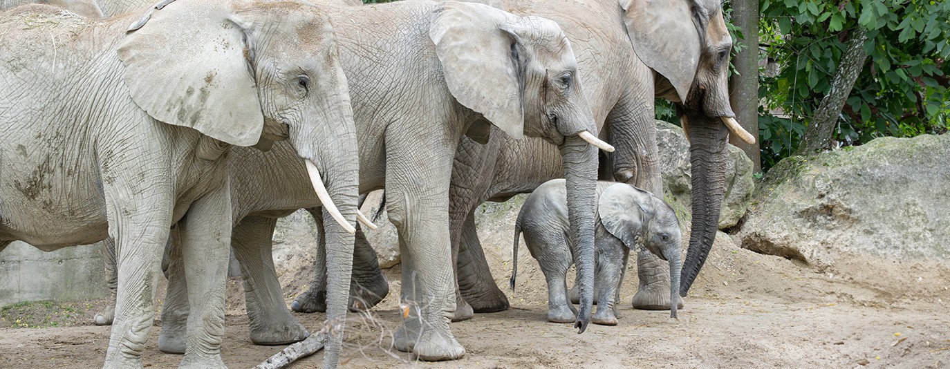 Foto für: Elefantenkalb verzaubert Herde und Herzen