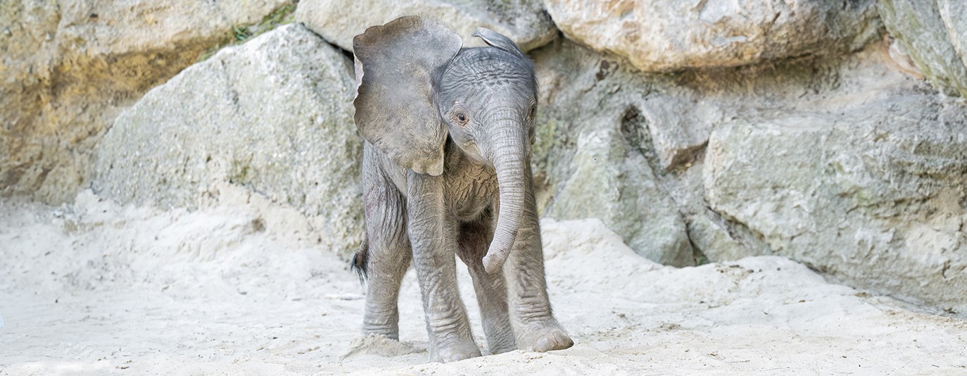Foto für: Große Freude über Elefantenkalb