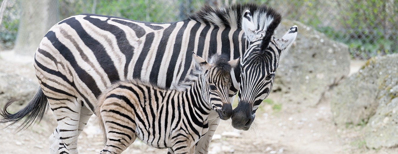 Foto für: Zebrafohlen im Doppelpack