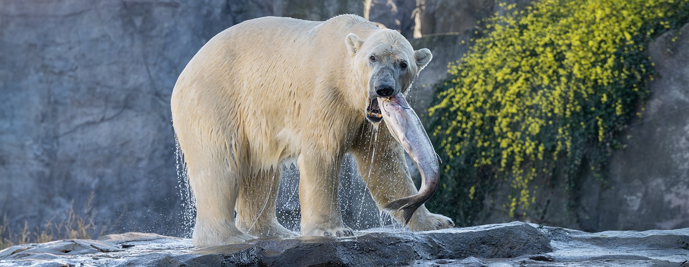 Foto für: Unsere Eisbären als wichtige Botschafter