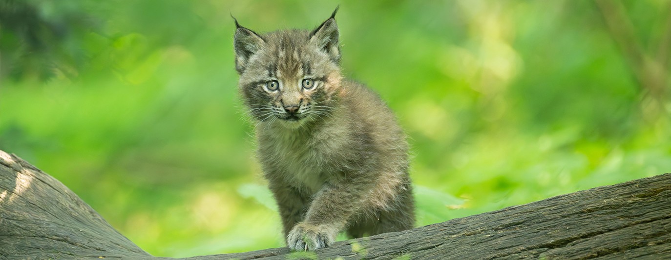Foto für: Luchs-Drillinge auf Entdeckungstour