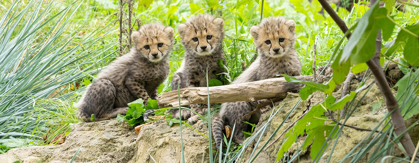 Foto für: Dreifacher Nachwuchs bei den Geparden