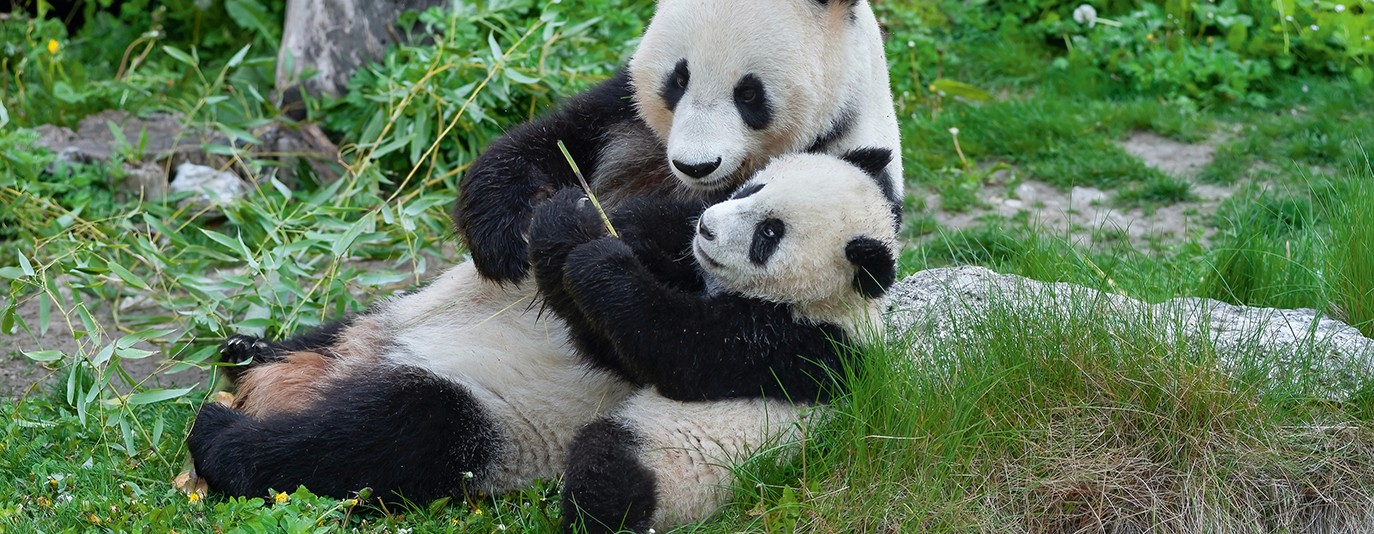 Foto für: Unsere Panda-Kooperation feiert 20-Jahr-Jubiläum!