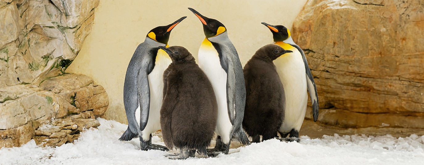 Foto für: Königlicher Nachwuchs im Doppelpack