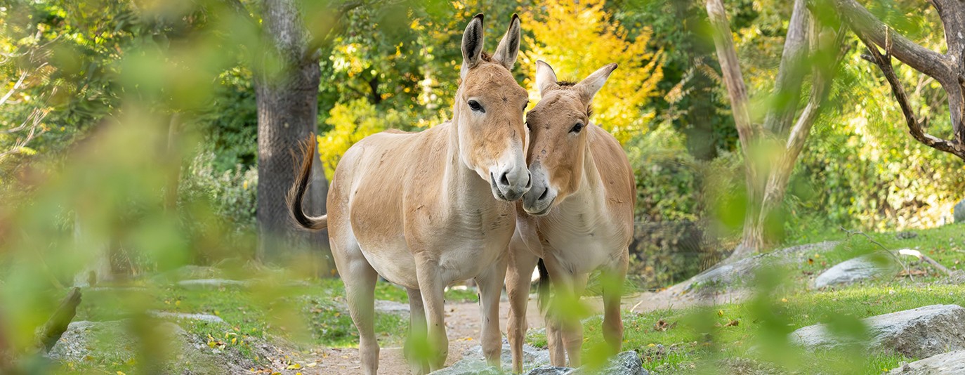Foto für: Neue Wildesel erstmals im Tiergarten