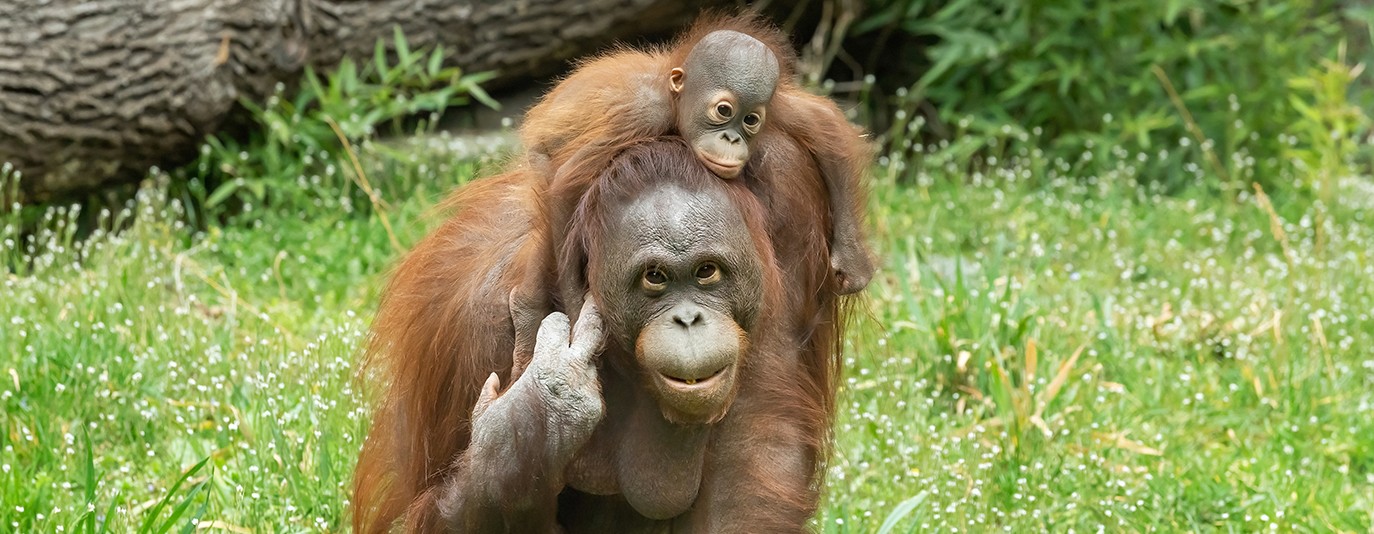 Foto für: Orang-Utans genießen den Frühling