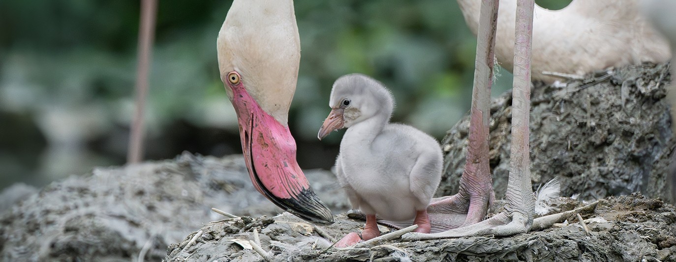 Foto für: Kükenschar bei Rosa Flamingos