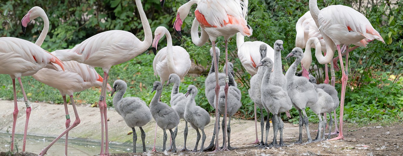 Schönbrunn Zoo