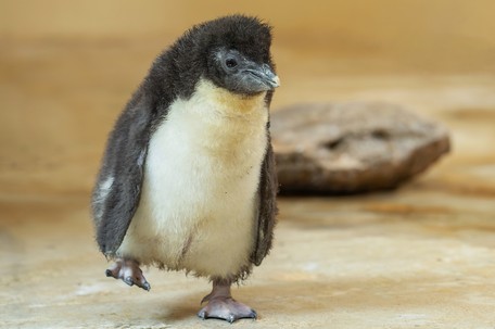 Pinguin-Küken ab sofort zu sehen – Tiergarten Schönbrunn