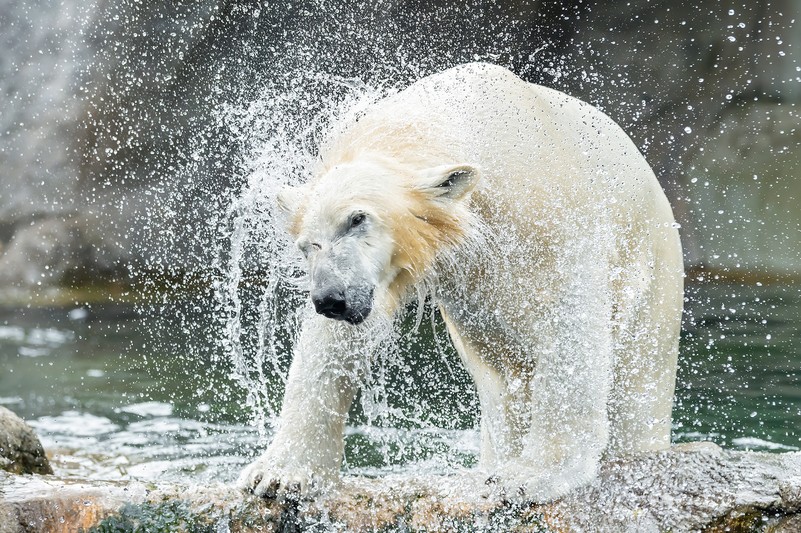 Polar bear species protection project – Vienna Zoo Polar bear species protection project – Vienna Zoo