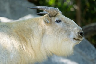 Goldtakin
