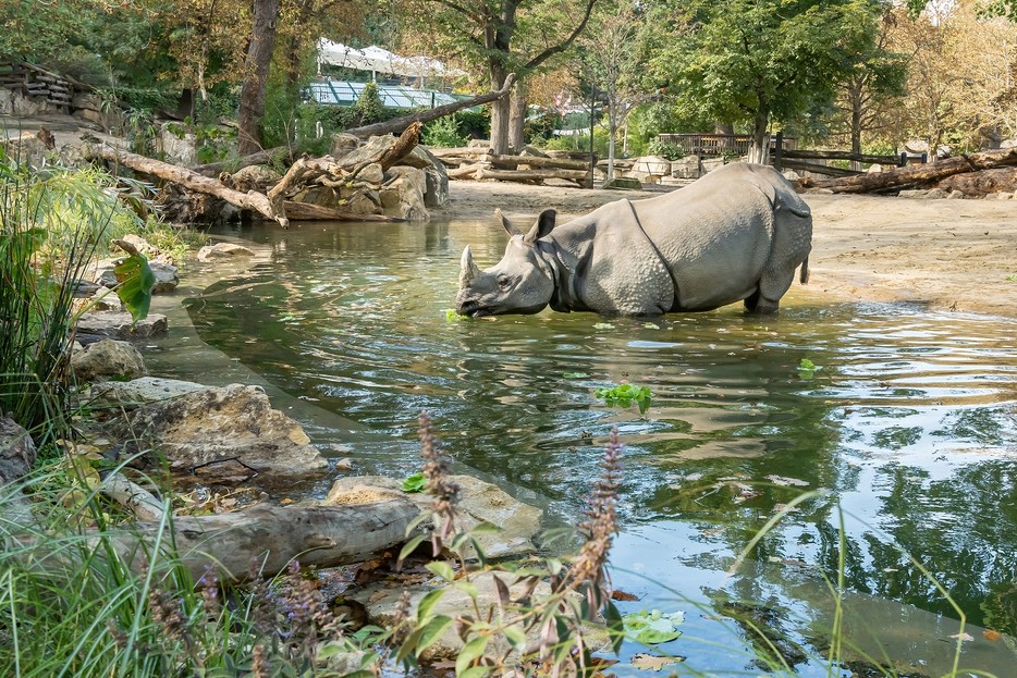 Neuer Teich für Panzernashörner Tiergarten Schönbrunn