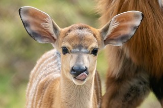 Nyala