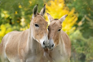 Onager