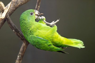 Schönbrunn Zoo