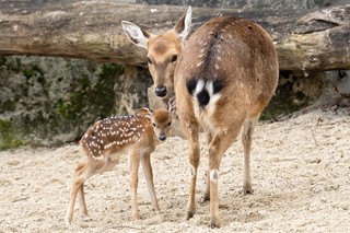 Vietnam-Sikahirsch