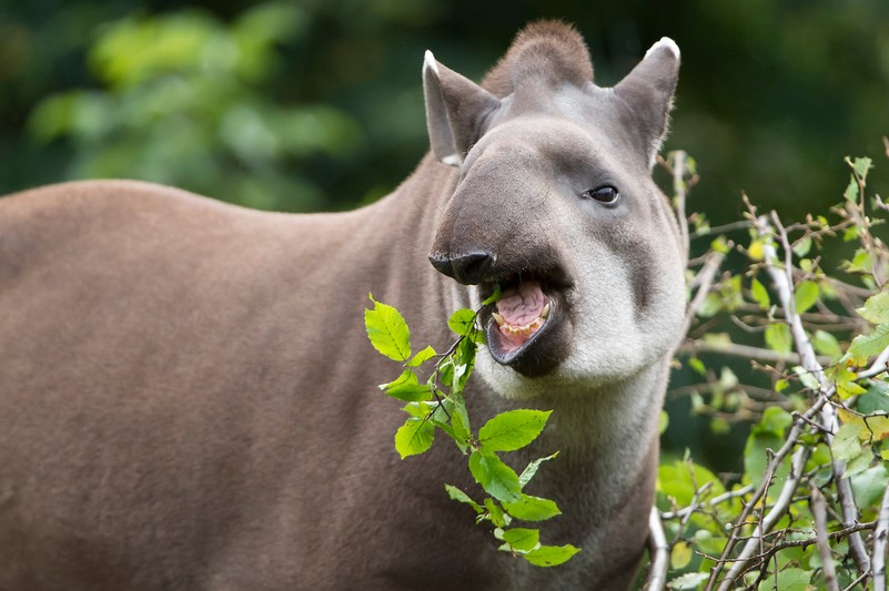 Brazilian tapir species protection project – Vienna Zoo Brazilian tapir species protection project – Vienna Zoo