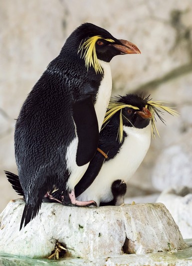 Herziger Pinguin-Nachwuchs – Tiergarten Schönbrunn