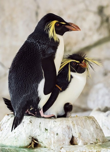 https://www.zoovienna.at/media/_versions_/hotnews/felsenpinguin4_animal_detail_801.jpg