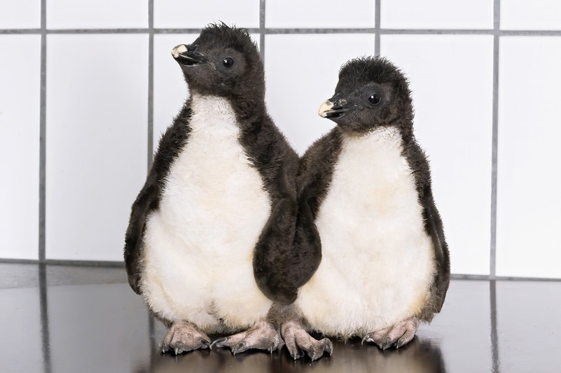 Captive Breeding Program – Vienna Zoo Captive Breeding Program – Vienna Zoo