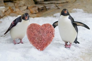Foto für: Valentinstagsaktion