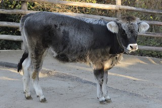 Tiroler Grauvieh