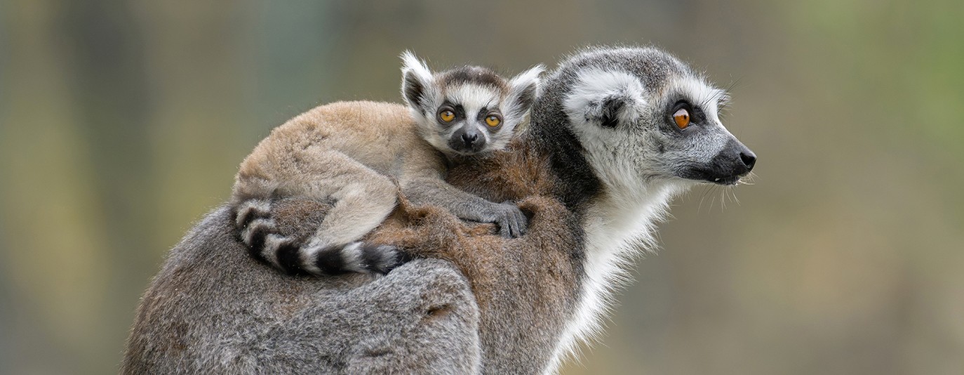 Foto für: Katta-Jungtier geboren