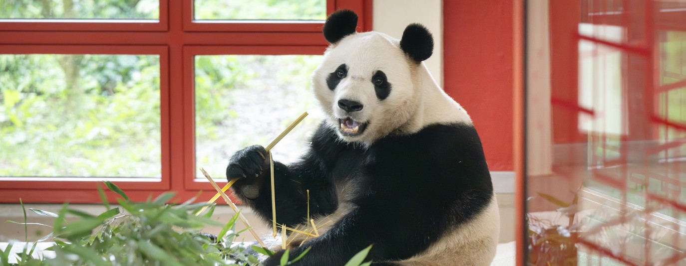 Foto für: Die Großen Pandas sind zurück! 