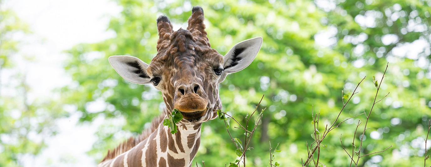 Foto für: Bundesforste liefern Blätterschmaus für Giraffen