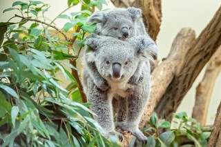 Queensland Koala