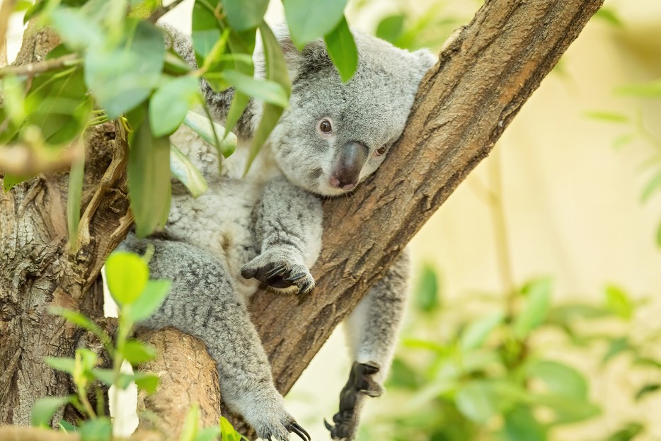 Erster Koala-Nachwuchs im Tiergarten – Tiergarten Schönbrunn