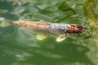 Koi