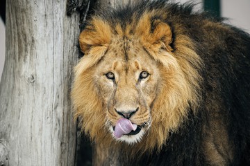 Foto für: Safari Dinner