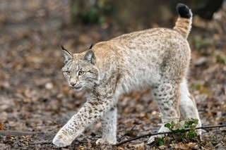 Eurasischer Luchs