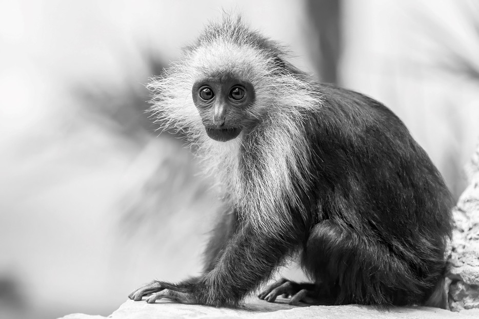 Traurige Nachricht von Nafana Tiergarten Schönbrunn