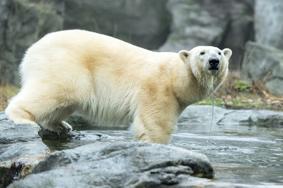 Nora erkundet Außenanlage Tiergarten Schönbrunn