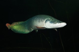 Arapaima