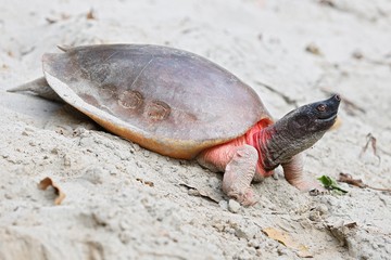 Foto für: TV-Tipp: Der Zoo rettet Schildkröten