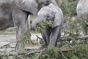 Foto für: Christbaum für Elefanten