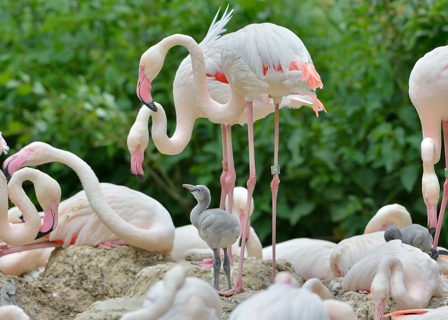 Молоко Фламинго Фото – Telegraph