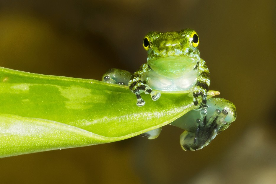 Research project: Foot-flagging frogs – Vienna Zoo