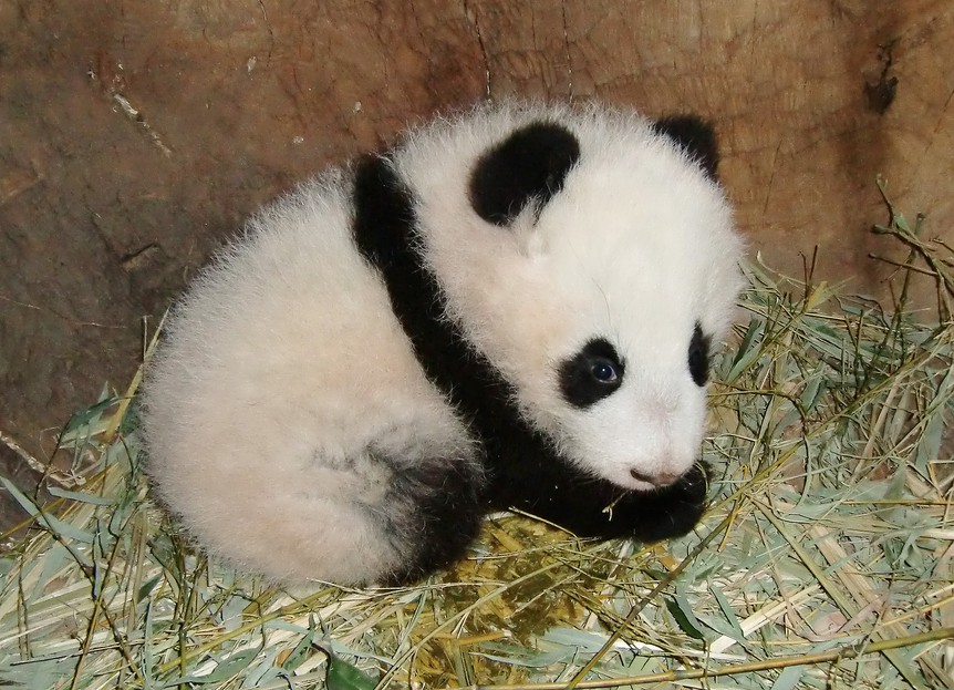 Pandabub Für Giant Panda Zoo Award Nominiert Tiergarten Schönbrunn
