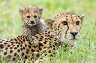 Gepard