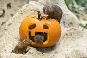 Foto für: Halloween im Zoo