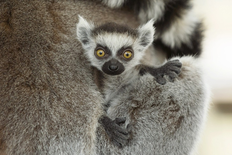 Katta-Nachwuchs im Tiergarten – Tiergarten Schönbrunn