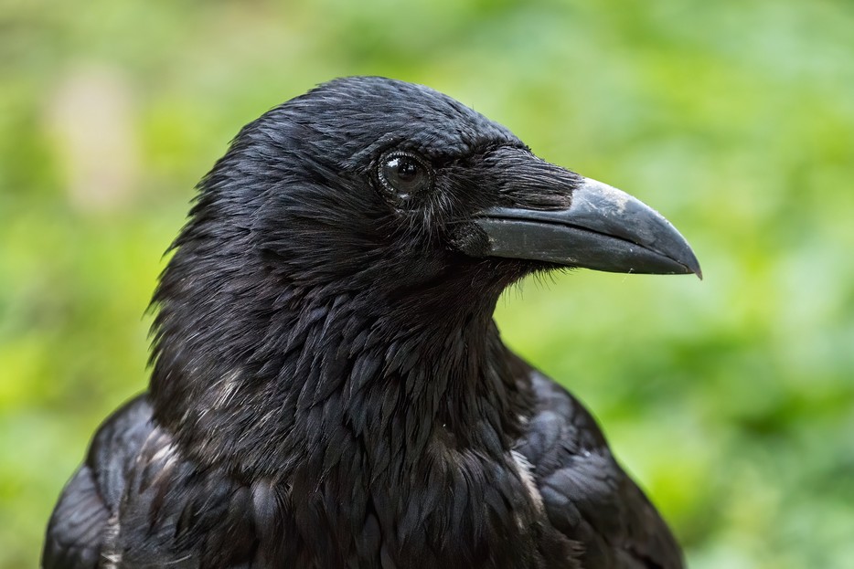 Crowbuddy Hier räumen die Krähen auf Tiergarten Schönbrunn