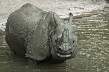 Foto für: International Rhino Day