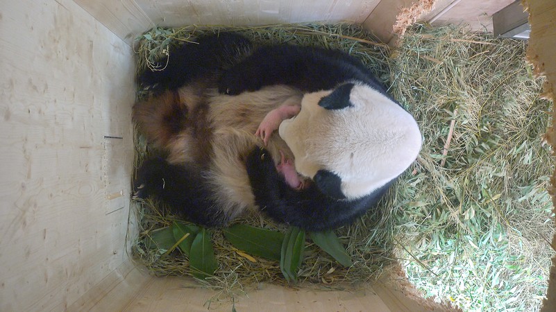 Es Sind Panda Zwillinge Tiergarten Schonbrunn